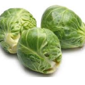 cavolini