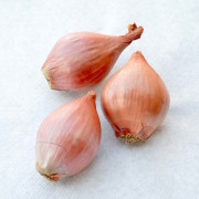 scalogno
