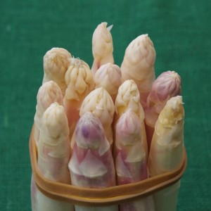 asparago-bianco-2