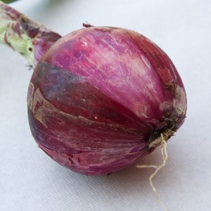 cipolla rossa
