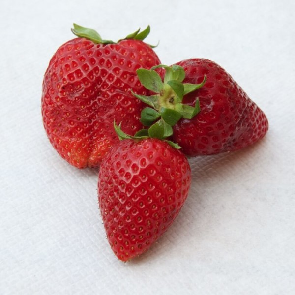 tre-fragole