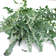 broccolo fiolaro 1