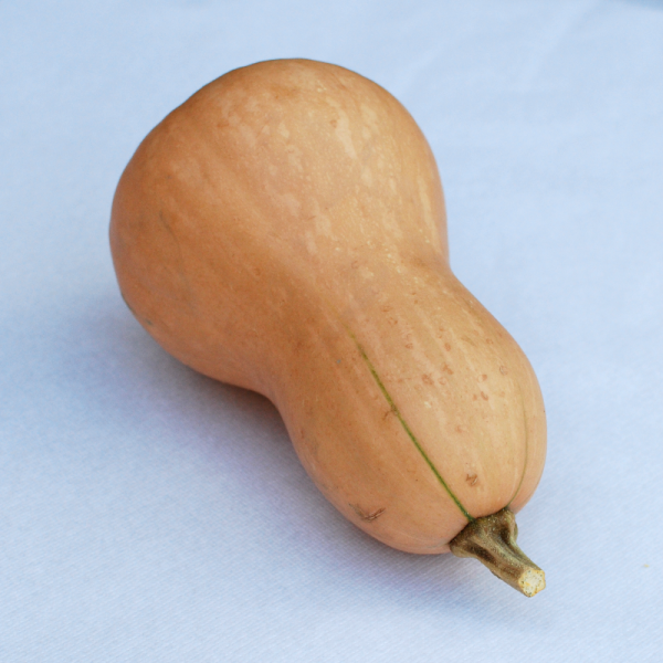zucca allungata 1
