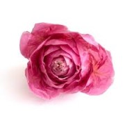 radicchio rosa 1
