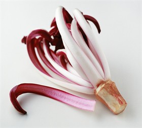 radicchio tardivo4