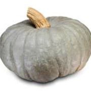 zucca piacentina