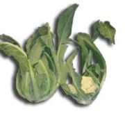 broccolo di bassano