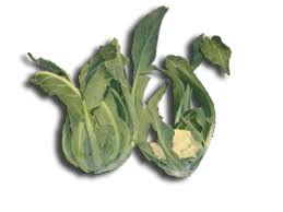 broccolo di bassano