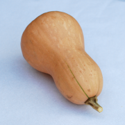 zucca allungata 1